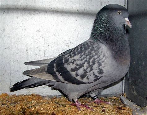 Altenburger Trumpeter Pigeon Wiki Fandom