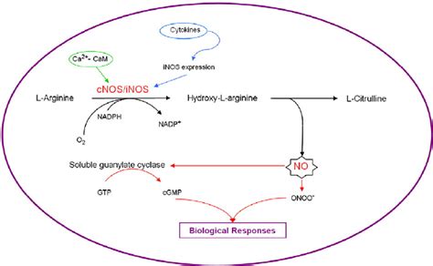 Schematic Overview Of The Nitric Oxide Signaling Pattern And Its