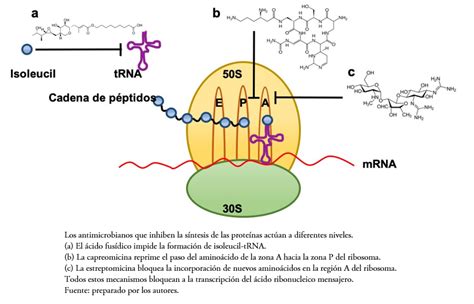 Resistencia de los antibióticos ß lactámicos en países latinoamericanos