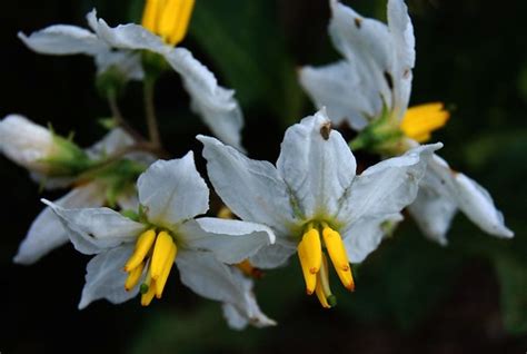 M Solanum Elaeagnifolium Aka Silverleaf Nightshad Flickr