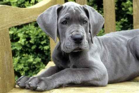 Great Dane Puppy Hyperactivity: Tips for Managing the Energy