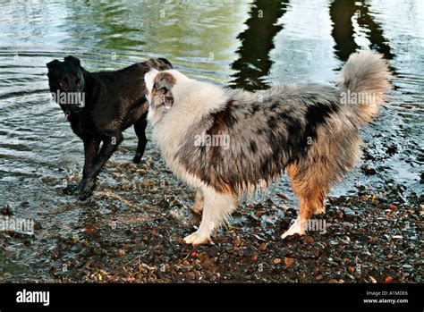 two dogs playing at water Stock Photo - Alamy