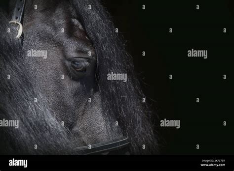 Friesian Horse eye Stock Photo - Alamy