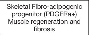 Physiological And Pathological Effects Of Pdgfr Signalling Activation