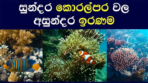 සුන්දර කොරල්පර වල අසුන්දර ඉරණම The Future Of Coral Reefs Dayawathi