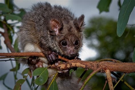 Greater Glider | Animals Library