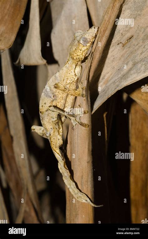 Madagascar Toamasina Giant Gecko Queue De Feuille Uroplatus