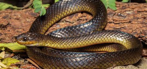 African Water Snake Next Gen Herpetologist