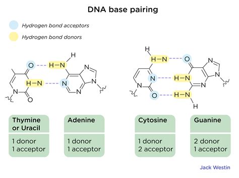 Hybridization - Recombinant Dna And Biotechnology - MCAT Content