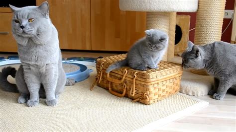 British Shorthair Cat: Personality, Care & Unique Traits of the British ...