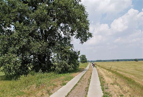 Elberadweg Fahrrad Tourde Entlang Der Wiesen