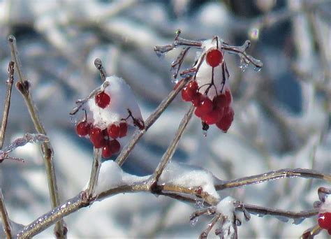 Phenological Phacts And Photos With Carl Martland Feb 2021