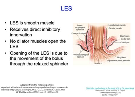 Lower Esophageal Sphincter Anatomy