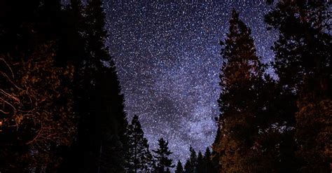 Silhouette Trees Under Starry Night Sky · Free Stock Photo