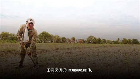 Piura Miles De Hectáreas De Cultivo Están En Riesgo Por Una Posible