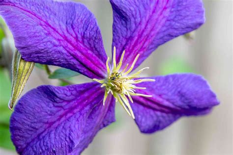 How To Grow And Care For Jackmans Clematis