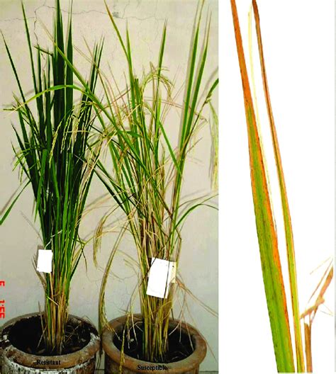 Rice plants showing symptoms of bacterial leaf blight alongside a ...