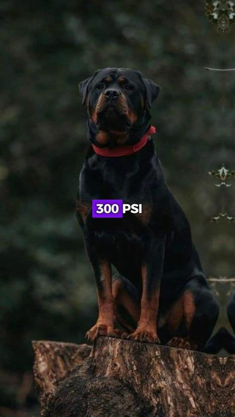 Hechos Que Necesitas Saber Antes De Tener Un Rottweiler Razas De