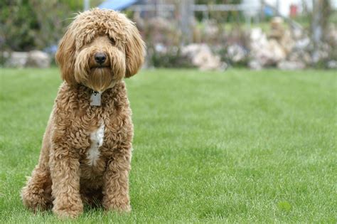 Mini Goldendoodle Growth Stages at Michelle Daisy blog