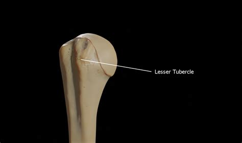 Humerus 3d Anatomy | Doc Jana