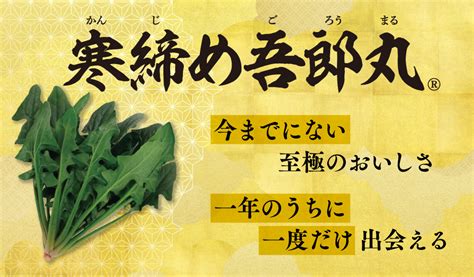 ホウレンソウ 寒締め吾郎丸r 今までにない至極のおいしさ 一年のうちに一度だけ出会える｜特集｜読みもの｜サカタのタネ 家庭菜園・園芸情報