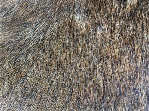 Dog Fur Texture Stock Photos - Download 2,017 Royalty Free Photos