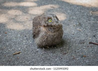 Baby Common Scops Owl Otus Scops Stock Photo (Edit Now) 1125993395