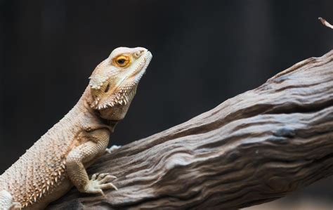 Bearded Dragon Silhouette Stock Photos, Images and Backgrounds for Free ...