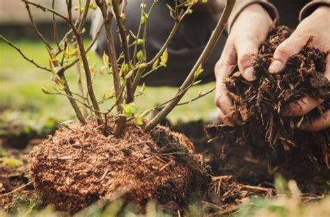 The Benefits Of Mulching In Your Garden Sa Garden And Home