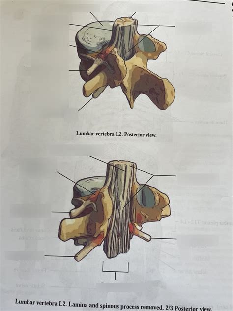 Lumbar vertebrae L2 Diagram | Quizlet