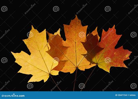 Maple leaves in Fall color stock photo. Image of leaf - 2047154