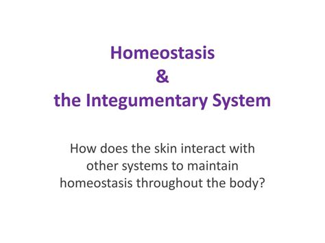 Ppt Homeostasis And The Integumentary System Powerpoint Presentation