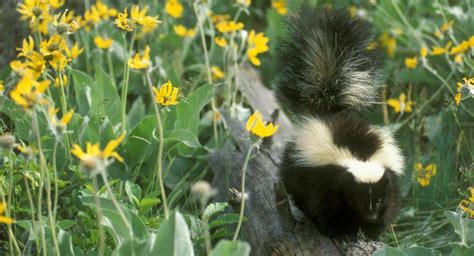 Cómo se elimina el olor de la mofeta de la piel de perro