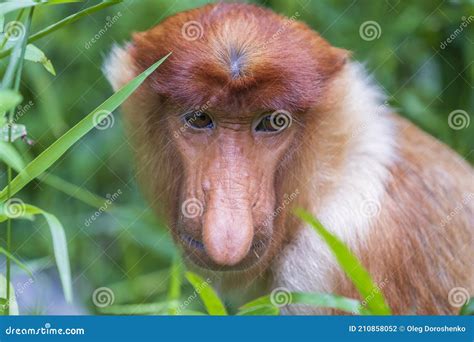 Familia De Monos Proboscis Silvestres O Nasalis Larvatus En La Selva