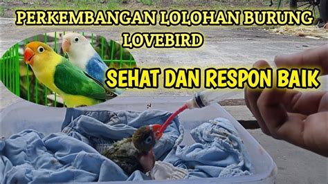 Perkembangan Lolohan Burung Lovebird YouTube