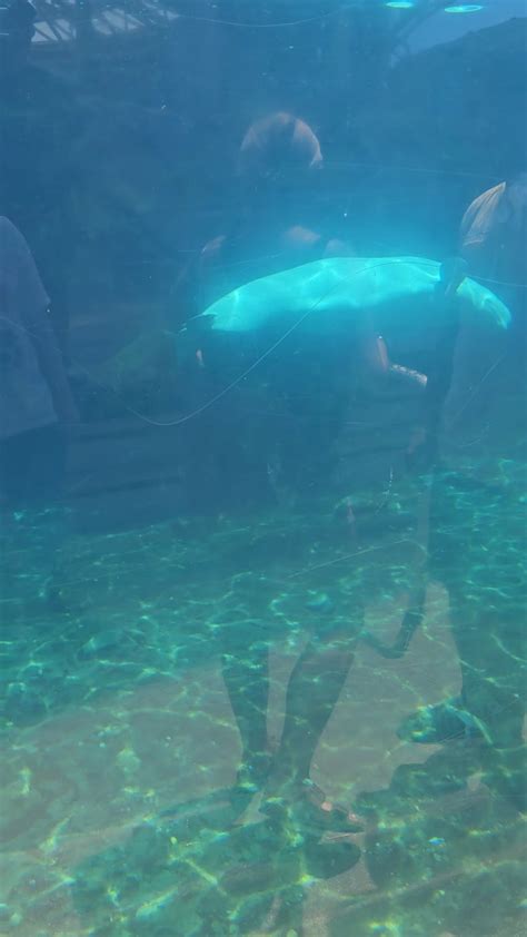 Mystic Aquarium CT USA : r/belugawhales