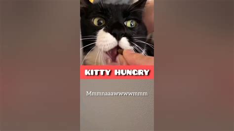 Kitty Hungry Tt Duet Funnyanimals Cat Voiceover Shorts Youtube