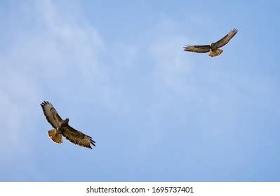 432 Buzzards Circling Royalty-Free Images, Stock Photos & Pictures ...