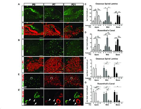 Iba Macrophage Numbers And Proliferation Peak In The First