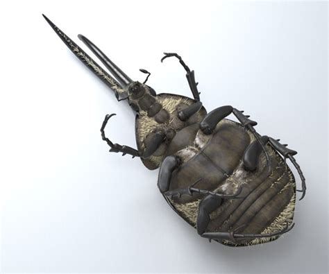 Artstation Hercules Beetle Rigged For 3ds Max Resources