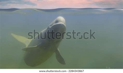 Beluga White Arctic Whale Swimming Ocean Stock Illustration 2284343867 ...