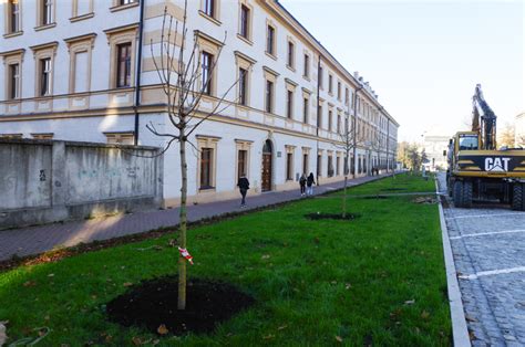 Tarnów Posadzenie 24 drzew było ostatnim akcentem remontu ul Piłsudskiego