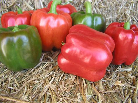 Red Knight X R Bell Pepper Treated Seed Seedway