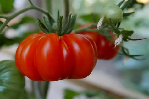 Oaxacan Jewel Mittelgroße Tomaten BUND Tomatenboerse