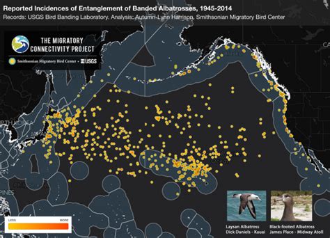 Smithsonian Insider Fishing Gear Entanglements Of Marine Birds Is