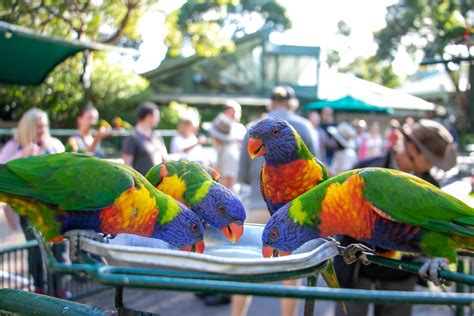 gold coast animal encounters   totally wild
