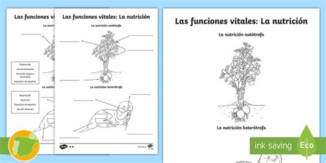 Ficha de actividad Las funciones vitales La nutrición