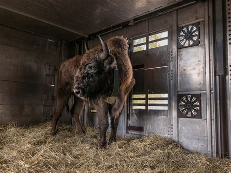 Inside the Disturbing World of Bear-Bile Farming | National Geographic