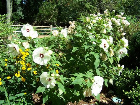 Hibiscus Common Rose Mallow 1 Hibiscus Moscheutos Scioto Gardens