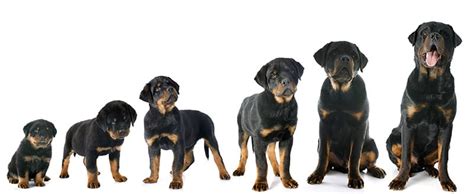 Rottweiler Names – Get 150+ Ideas! - My Dog's Name